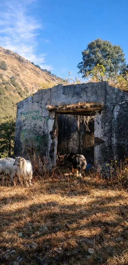 Mountain ruin with goats